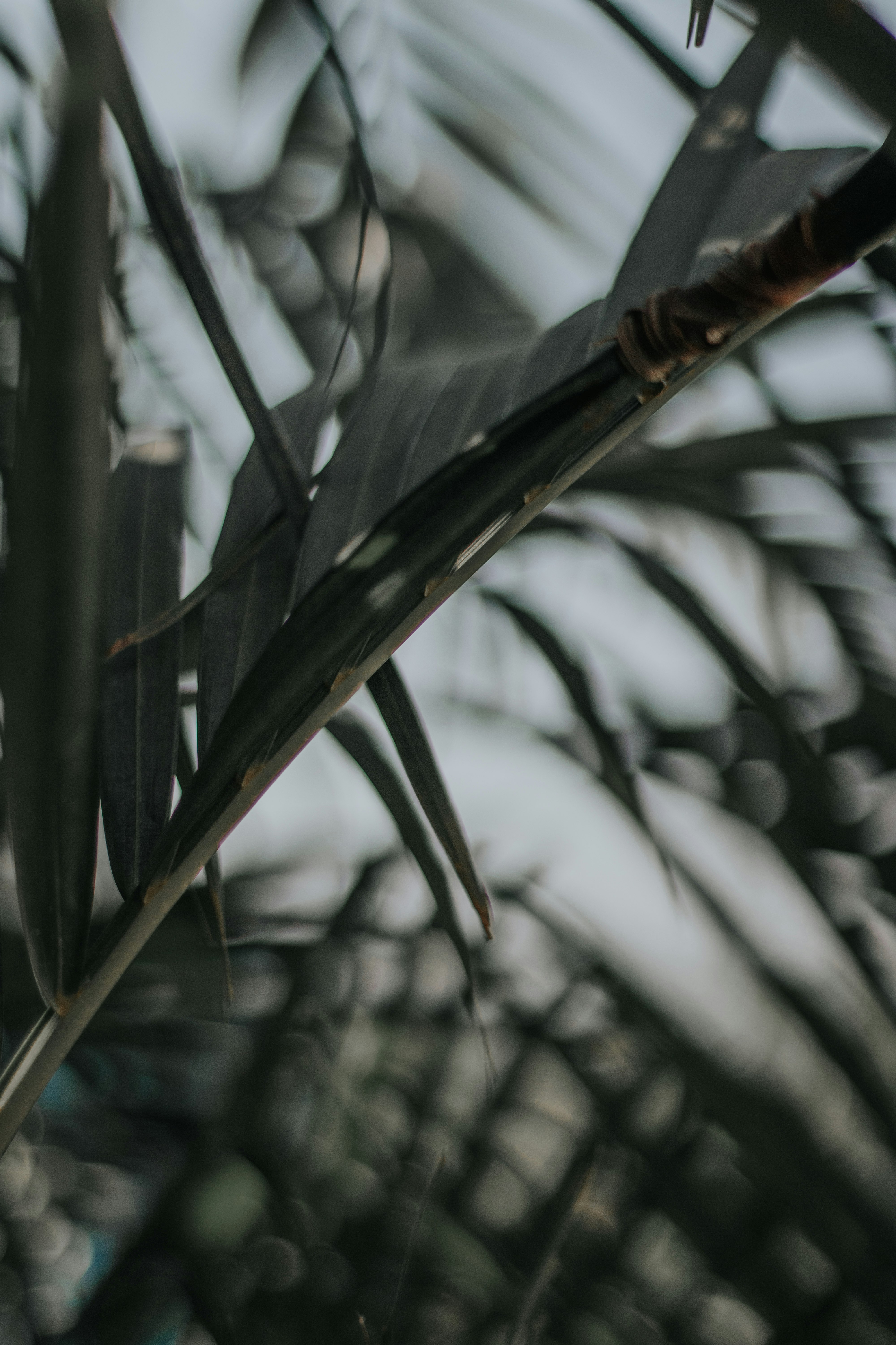 green plant in tilt shift lens